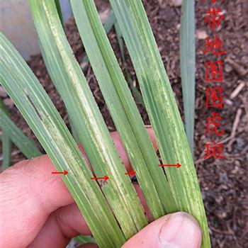 虎斑头像吃瓜,揭秘网络红人吃瓜背后的故事