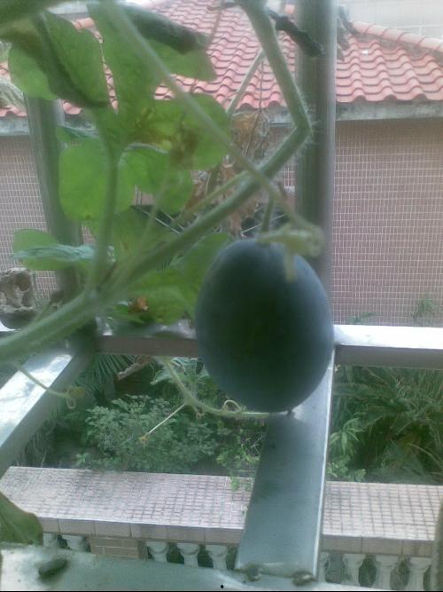 在阳台上吃瓜,夏日悠闲时光的惬意享受