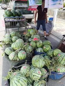 潍坊西城吃瓜事件,一场网络热议背后的真相探寻