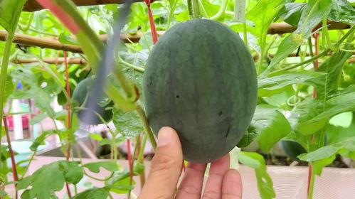 近期的吃瓜事件,揭秘近期热点事件背后的真相