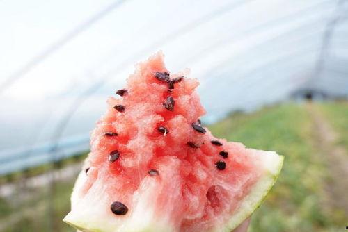 带你吃瓜之盲盒,趣味与惊喜并存的新潮流