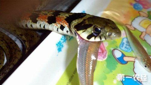 吃瓜蛇,探寻神秘生物的饮食习惯与生存智慧