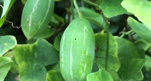 木槿厌女吃瓜,揭秘网络吃瓜文化中的性别偏见现象