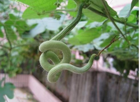 蛇瓜怎么吃呀,探索蛇瓜的多彩吃法