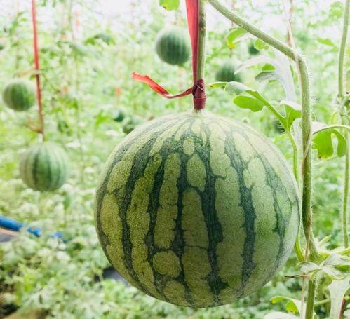 林大人吃瓜了,揭秘娱乐圈幕后故事