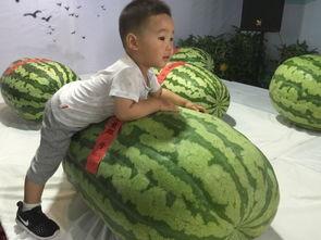 新兴吃瓜事件,新兴吃瓜事件背后的真相与反思