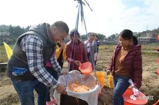 藏族吃瓜群,藏族吃瓜群的独特风情