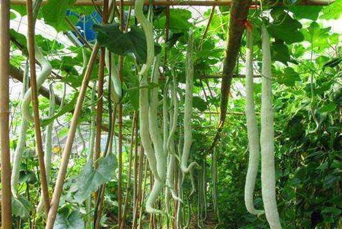 蛇瓜图片怎么吃,蛇瓜图片教你轻松解锁美味新食法