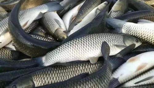 草鱼吃不吃凉瓜,凉瓜是否成为其餐桌佳肴？