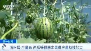 松阳吃瓜群众,吃瓜群众的热议焦点