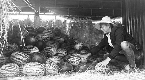 浦北吃瓜群众事件视频,网络热议背后的真相揭秘