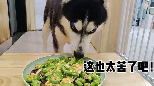 幼犬可以吃凉瓜吗怎么吃,科学喂养指南