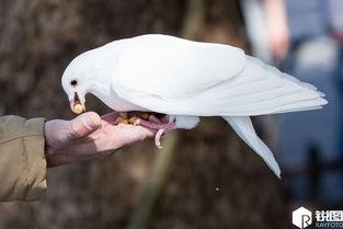 鸽子吃花生瓜,花生瓜诱惑下的鸽子美食之旅