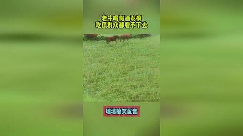 发疯吃瓜,揭秘娱乐圈的疯狂吃瓜事件