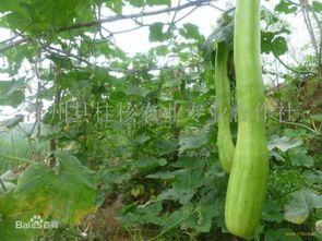 砍瓜什么时候吃,砍瓜的最佳食用时机揭秘