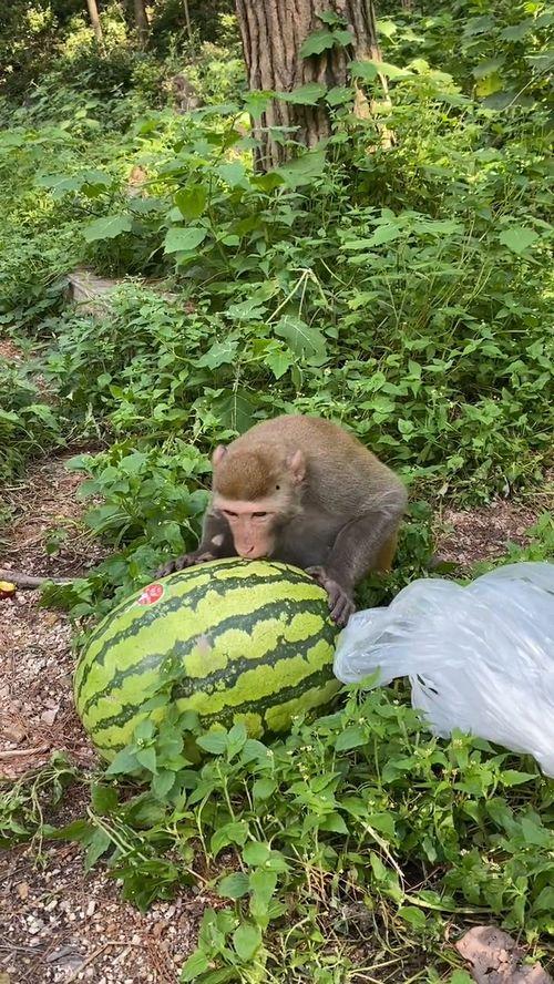 猴瓜怎么吃最好,解锁最佳口感与营养之道