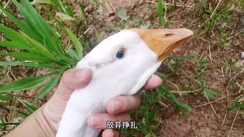 瓜娃子梦见嘎嘎吃,瓜娃子与嘎嘎的奇幻美食之旅