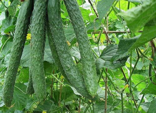 小调皮吃梨瓜,小调皮的梨瓜大冒险