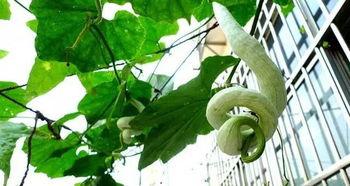 蛇蛇瓜怎么吃,探索美味与营养的完美结合